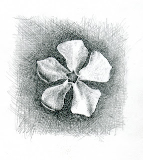 Premium Vector  Periwinkle flower botanical illustration of periwinkles  medicinal plants hand drawn line art